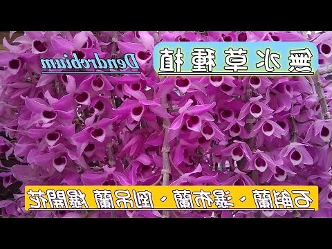 吊蘭 開花